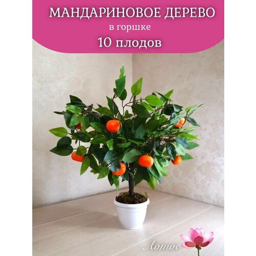 Мандариновое дерево 10 плодов в горшке от бренда Лотос 1500₽