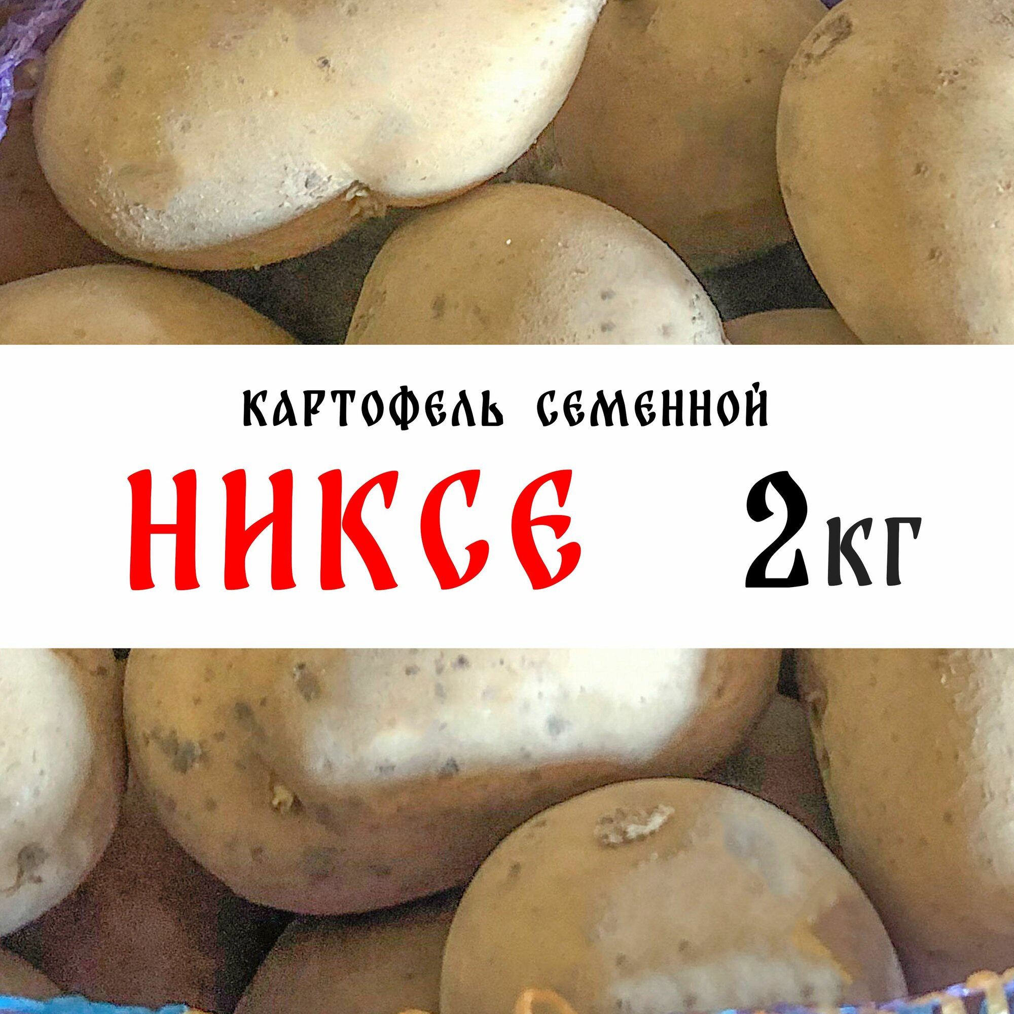 Семенной картофель сорта "Никсе" 2кг, клубни