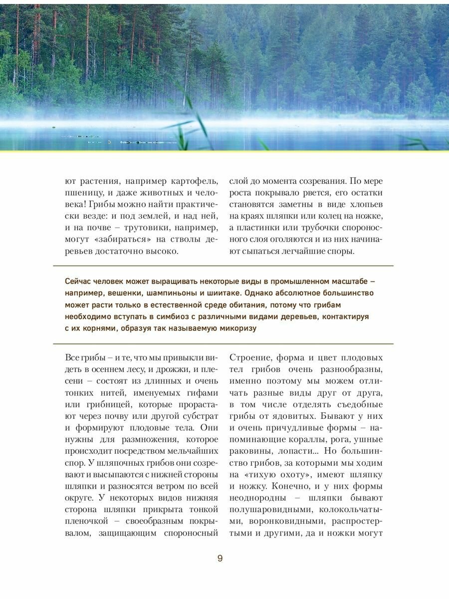 Грибы. Иллюстрированный гид по популярным видам - фото №20