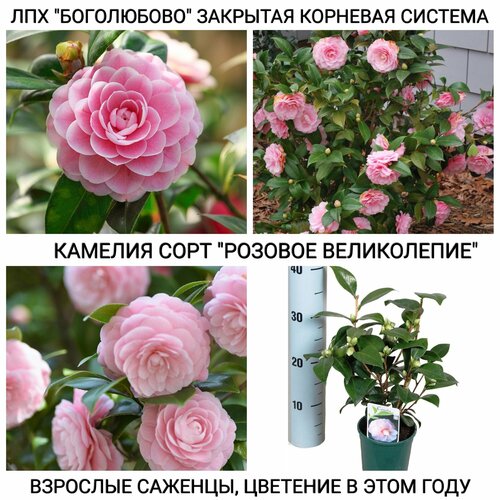 Саженец камелия сорт Розовое великолепие 2 года, закрытая корневая система роза спрей тирамису саженец 20 30 см 2 года 3л закрытая зкс