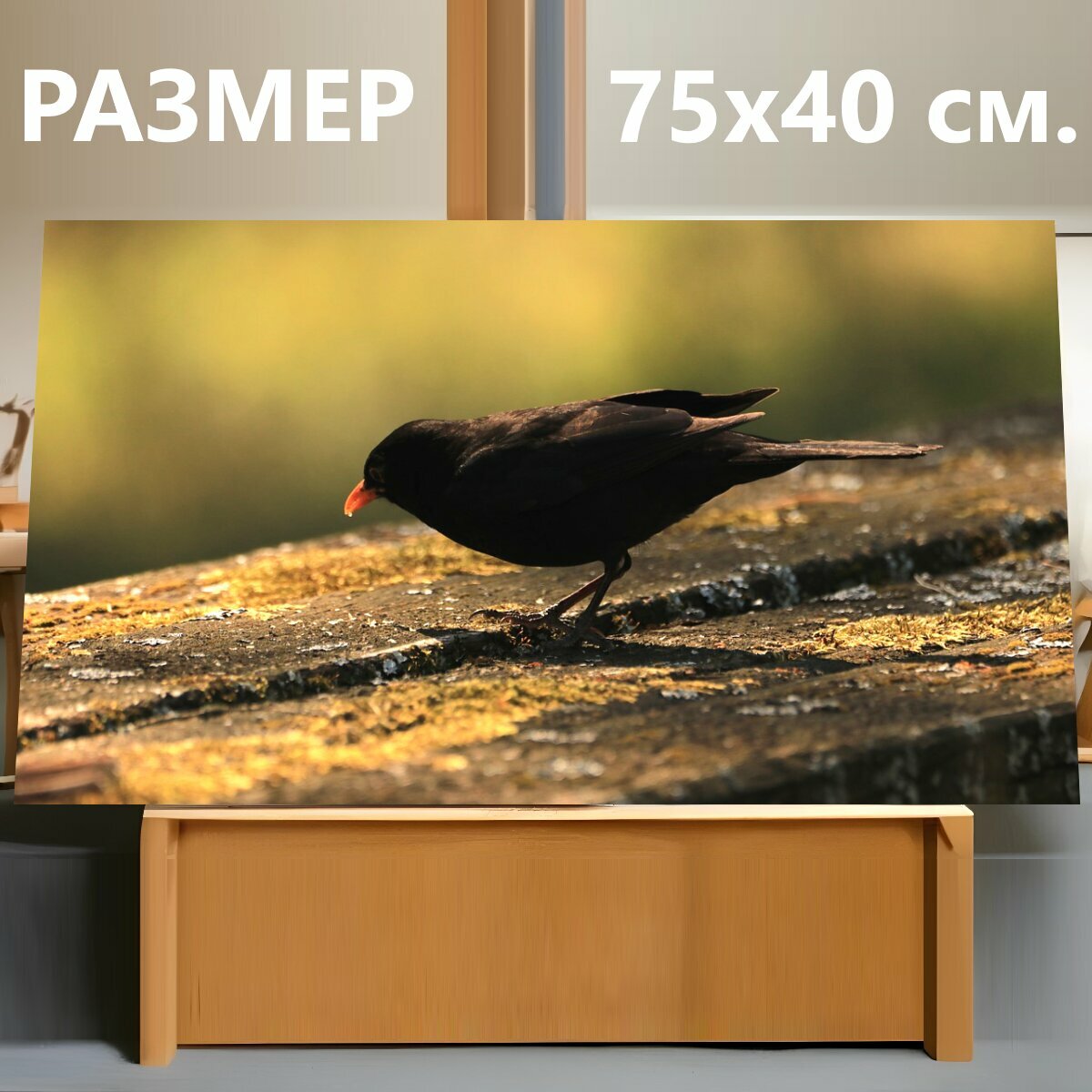 Картина на холсте "Черный дрозд, канун, птица" на подрамнике 75х40 см. для интерьера