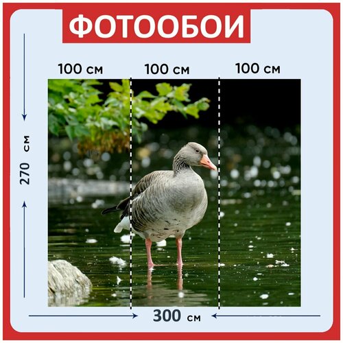 Фотообои Гусь серый гусь озеро 300x270 см флизелиновыена стену 3950₽