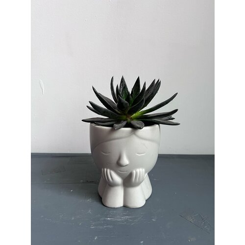 Эхеверия в кашпо Думы