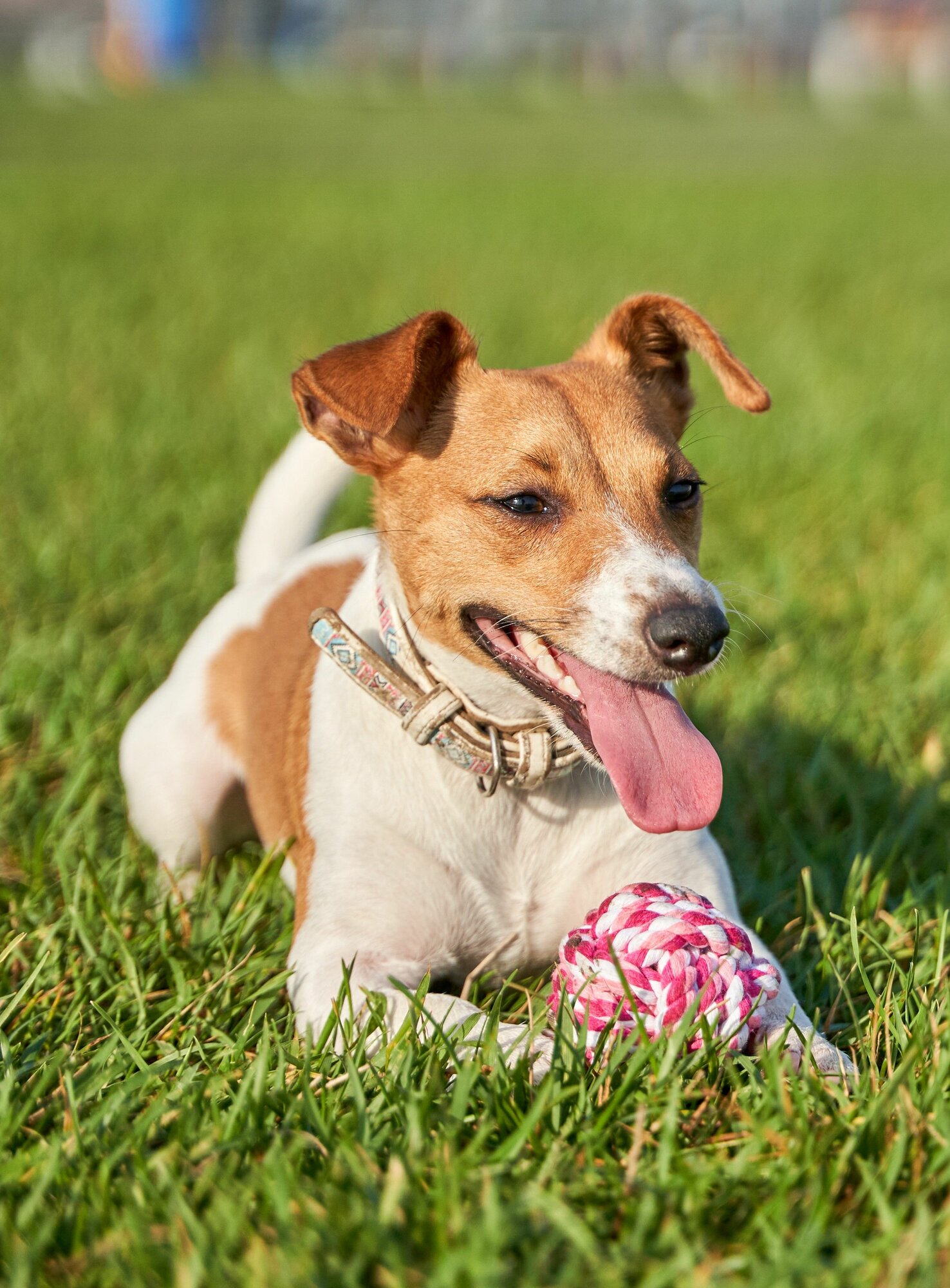 Игрушка для собак плетёный мяч Japan Premium Pet с ароматом и функцией чистки зубов, вкус клубника, размер SS