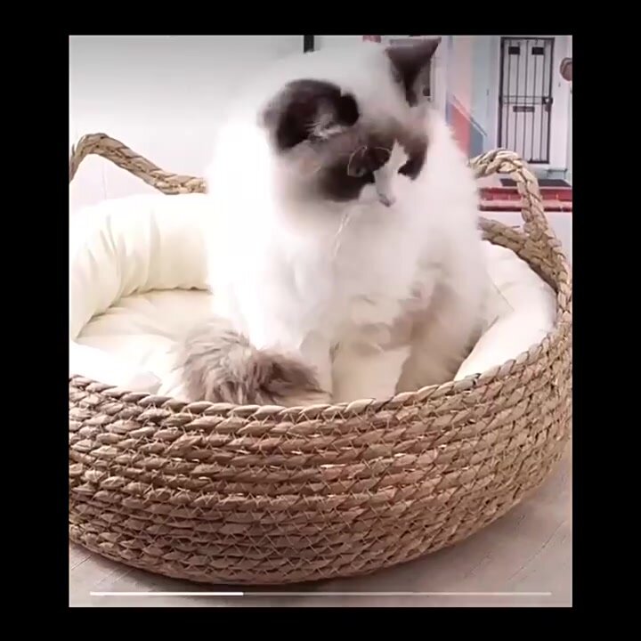 Лежанка / корзинка плетеная для кошек и собак маленьких пород с подушками, Pokupki-Tut, 38х14, цвет бежевый — фото 1
