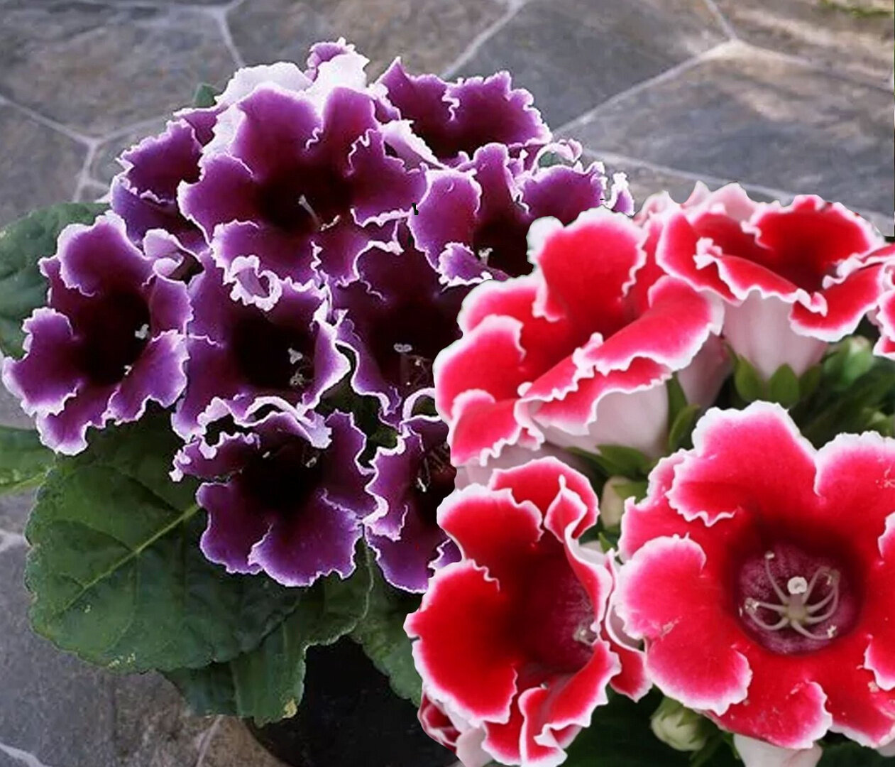 Семена Глоксиния Импресс Sinningia Hybrida " Формула микс ", микс, 5шт. — фото 1