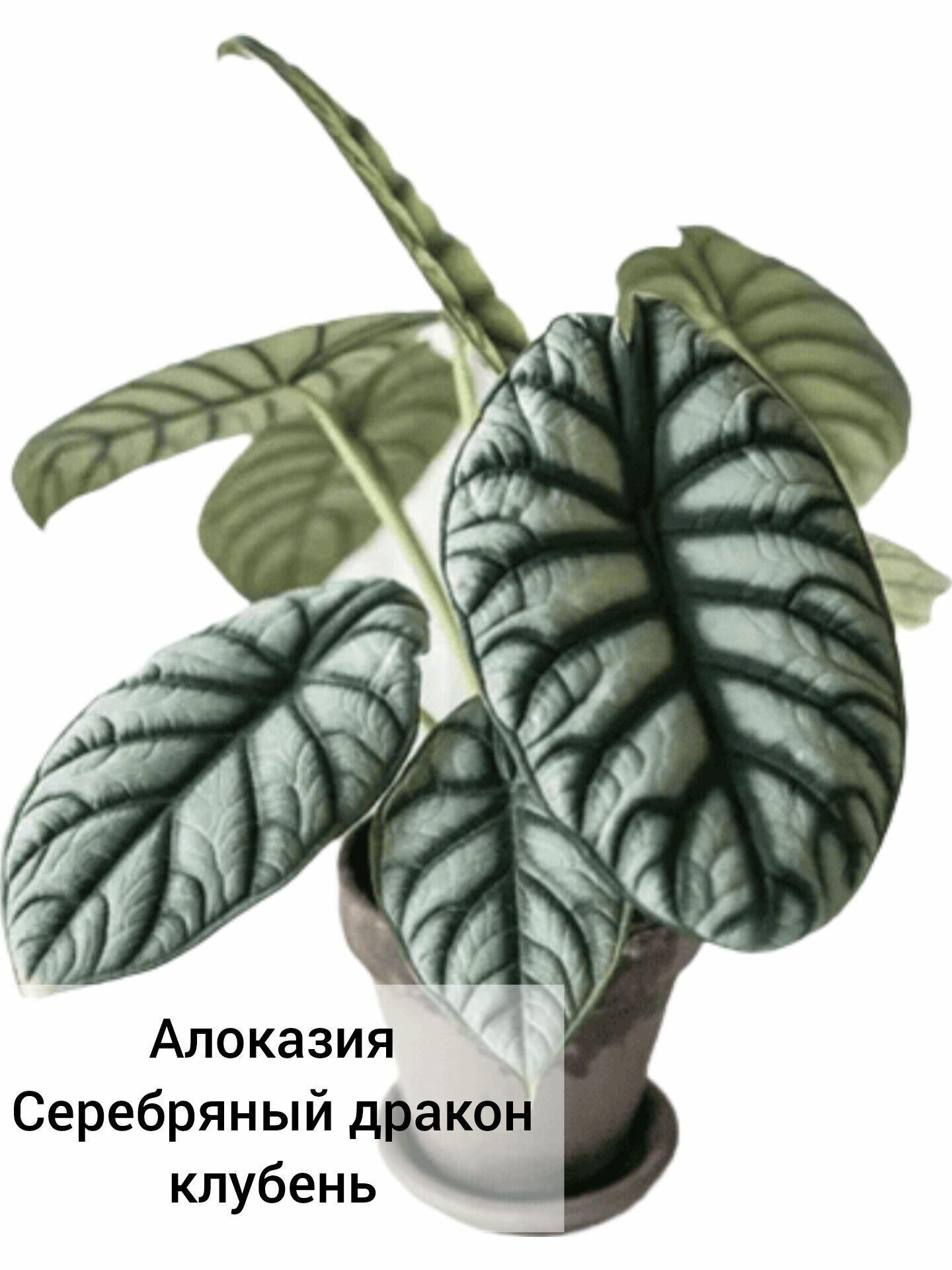 Алоказия Серебряный дракон / клубень