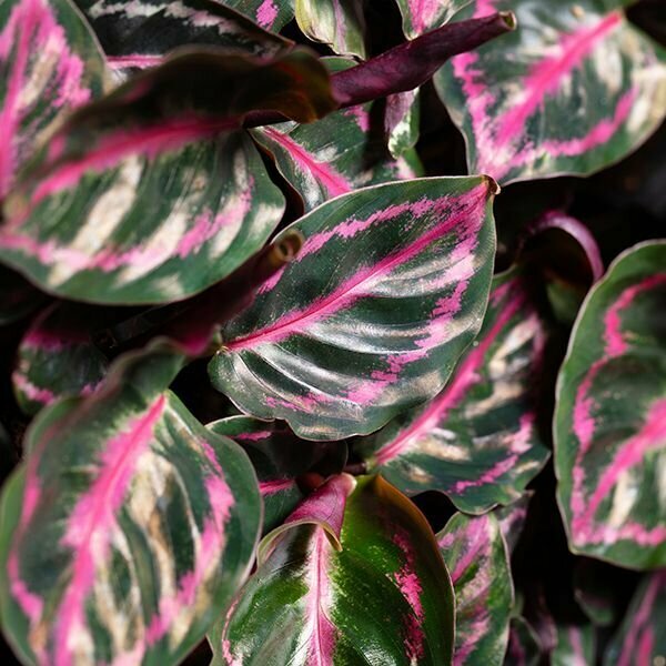 Калатея Розеопикта Иллюстрис (Calathea Roseopicta Illustrious) D6см