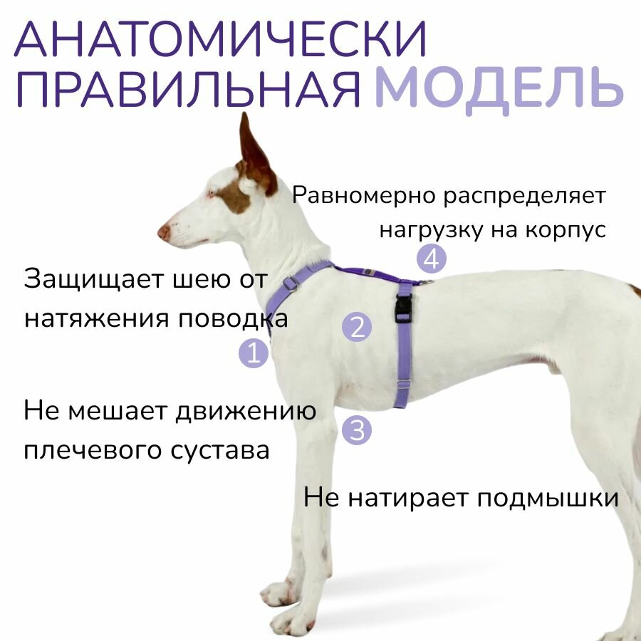 Шлейка прогулочная анатомическая для мелких пород собак и кошек, CORADOG Quick click, размер XXS, цвет сиреневый, фиолетовый