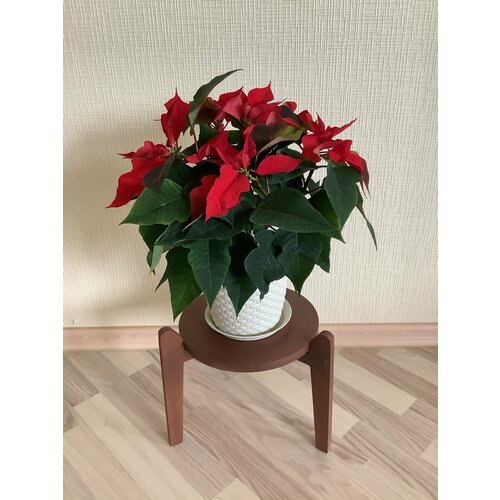 Подставка для цветов Allwood Home, напольное размещение, коричневая