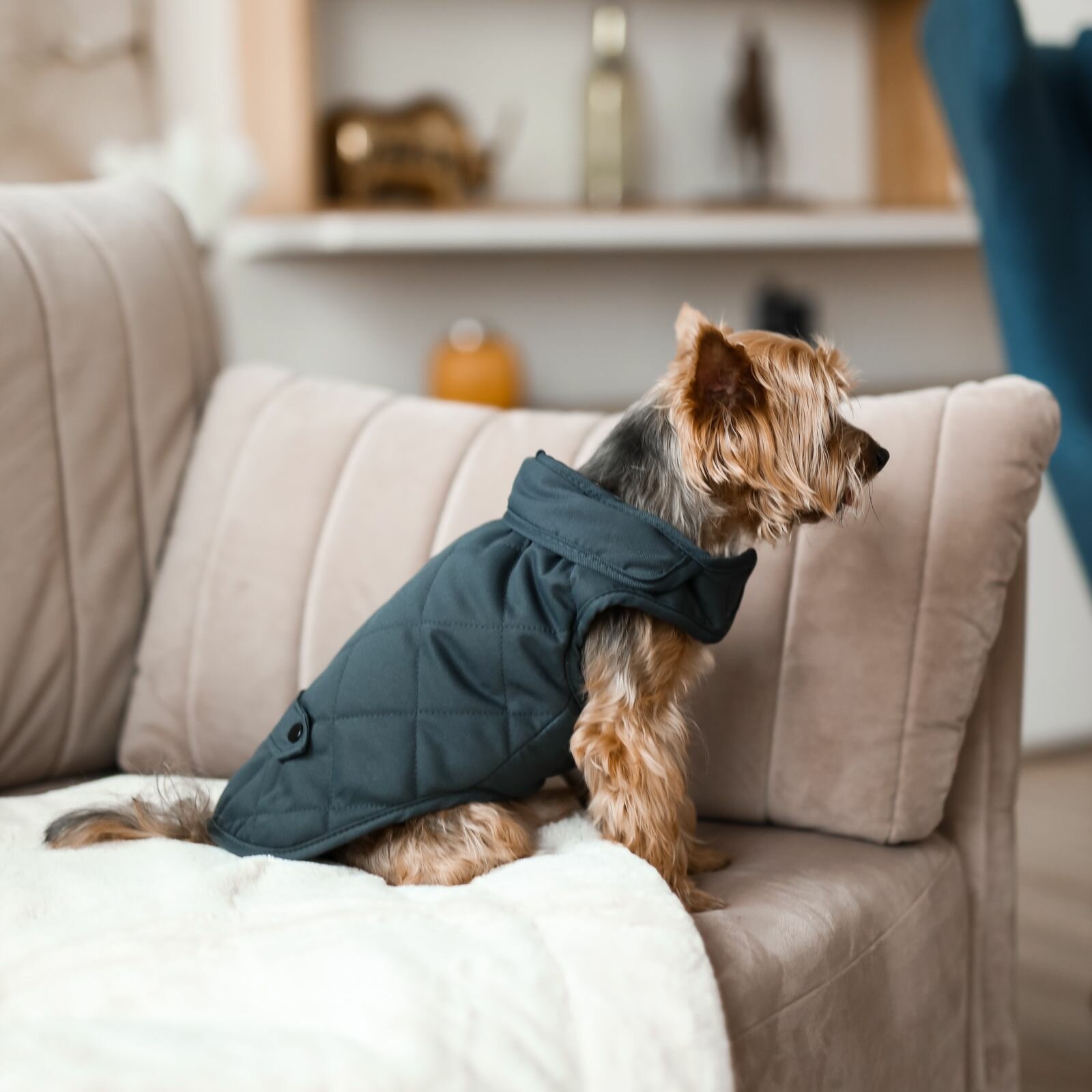 фото Куртка/жилет, одежда для собак, "Не Один Дома" Френч, черный, M, длина спинки - 35 см