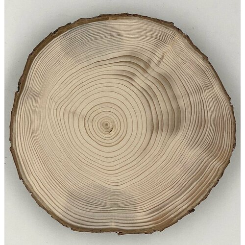 Спил дерева, спил ели, для декора, творчества, шлифованный с обеих сторон, диаметр 12-13 см, толщина 18-20 мм.