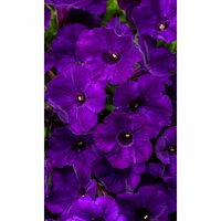Семена Цветы Петуния многоцветковая Тайфун F1 0,05гр (УД) Е/П Обилие цветов с очень яркой окраской. Красивые  ...
