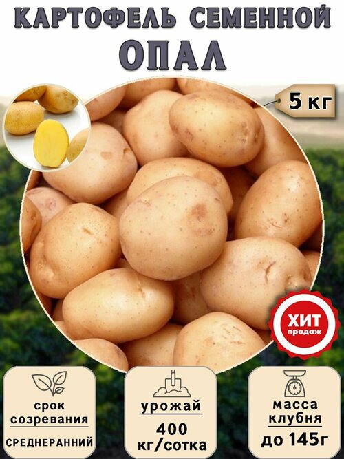 Клубни картофеля на посадку Опал (суперэлита) 5 кг Среднеранний