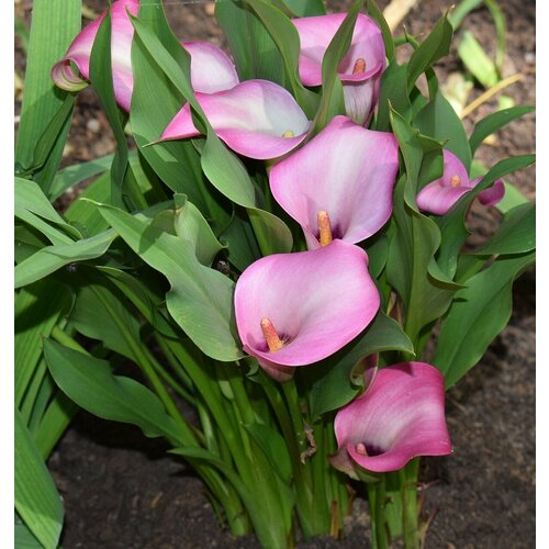 «Калла розовая»- живая цветущая калла 40-50см