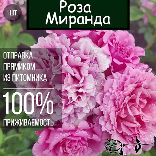 Саженец розы Миранда / Чайно гибридная роза