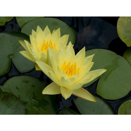 Кувшинка (Нимфея) Шарлин (Nymphaea Charlene) желтая