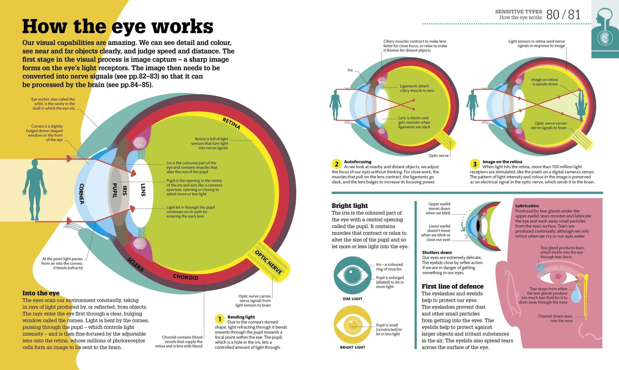 How the Body Works (Dorling Kindersley) - фото №2
