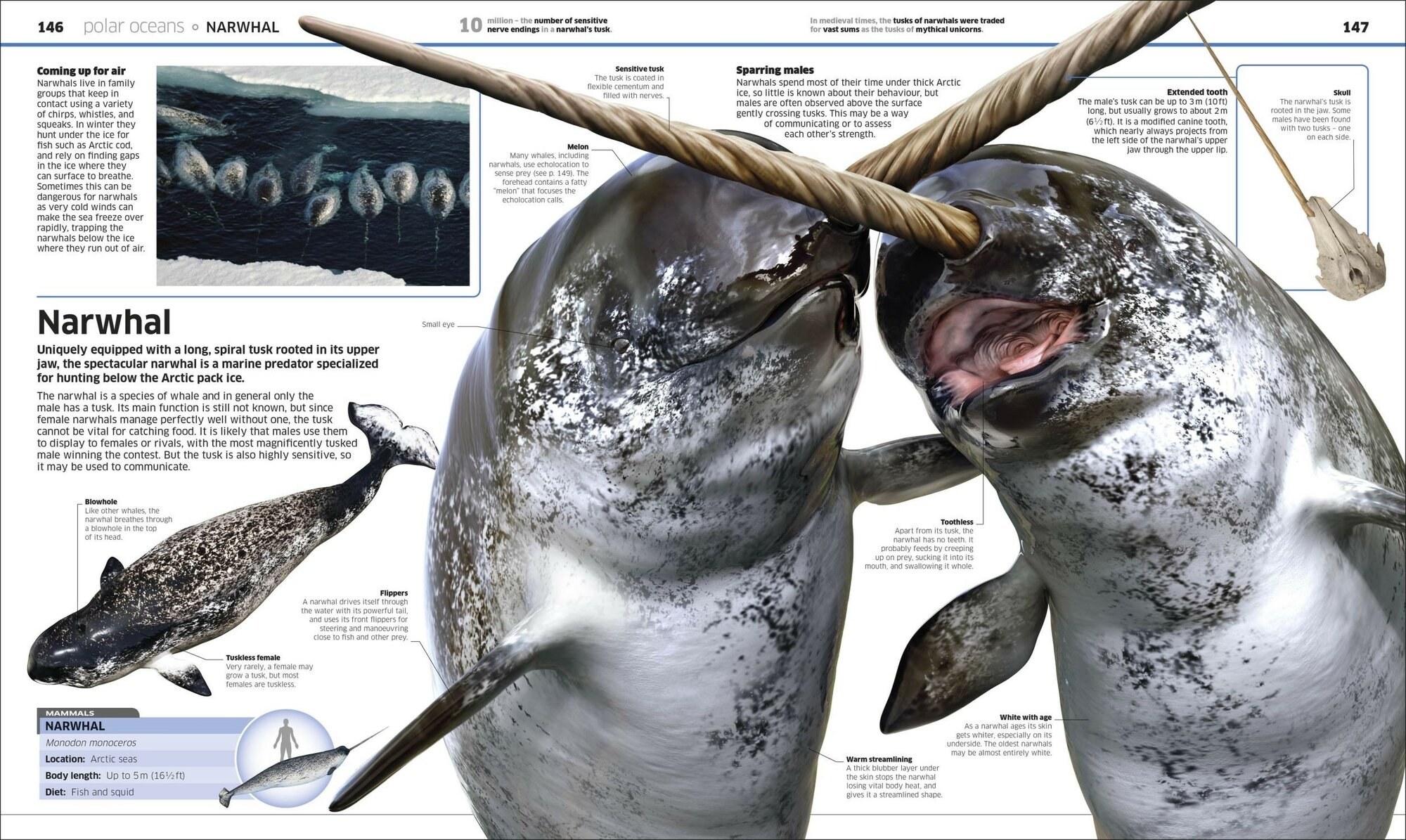 Knowledge Encyclopedia Ocean (без автора) - фото №4