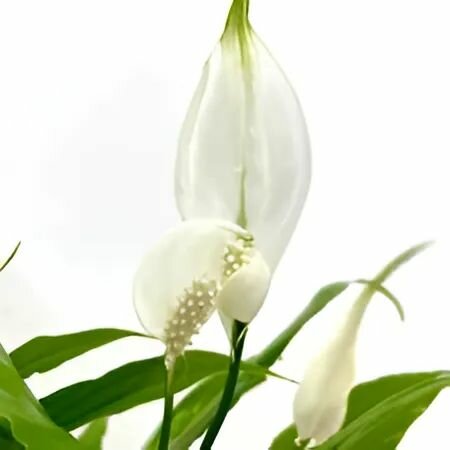 Спатифиллум Шопен (Spathiphyllum Chopin) D9см