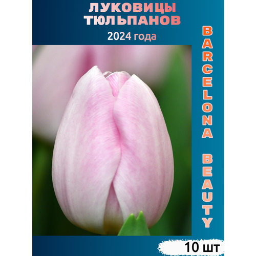 Луковицы тюльпана Barcelona beauty (10 шт)