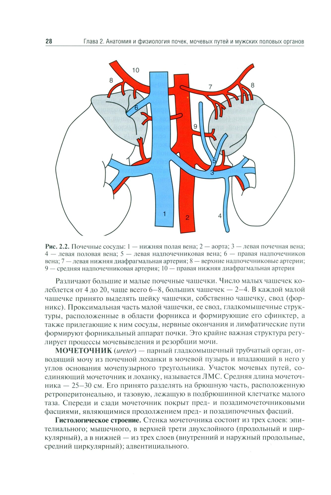 Урология. Учебник (Аляев Юрий Геннадьевич, Ахвледиани Ника Джумберович, Амосов Александр Валентинович) - фото №3