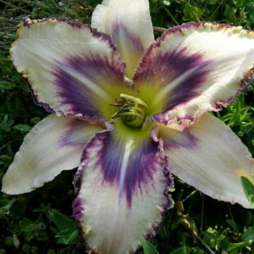 Лилейник Дестинд ту Си