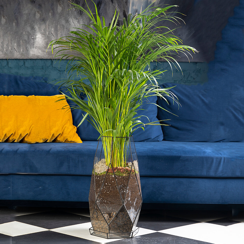 Пальма живая GeoGlass 