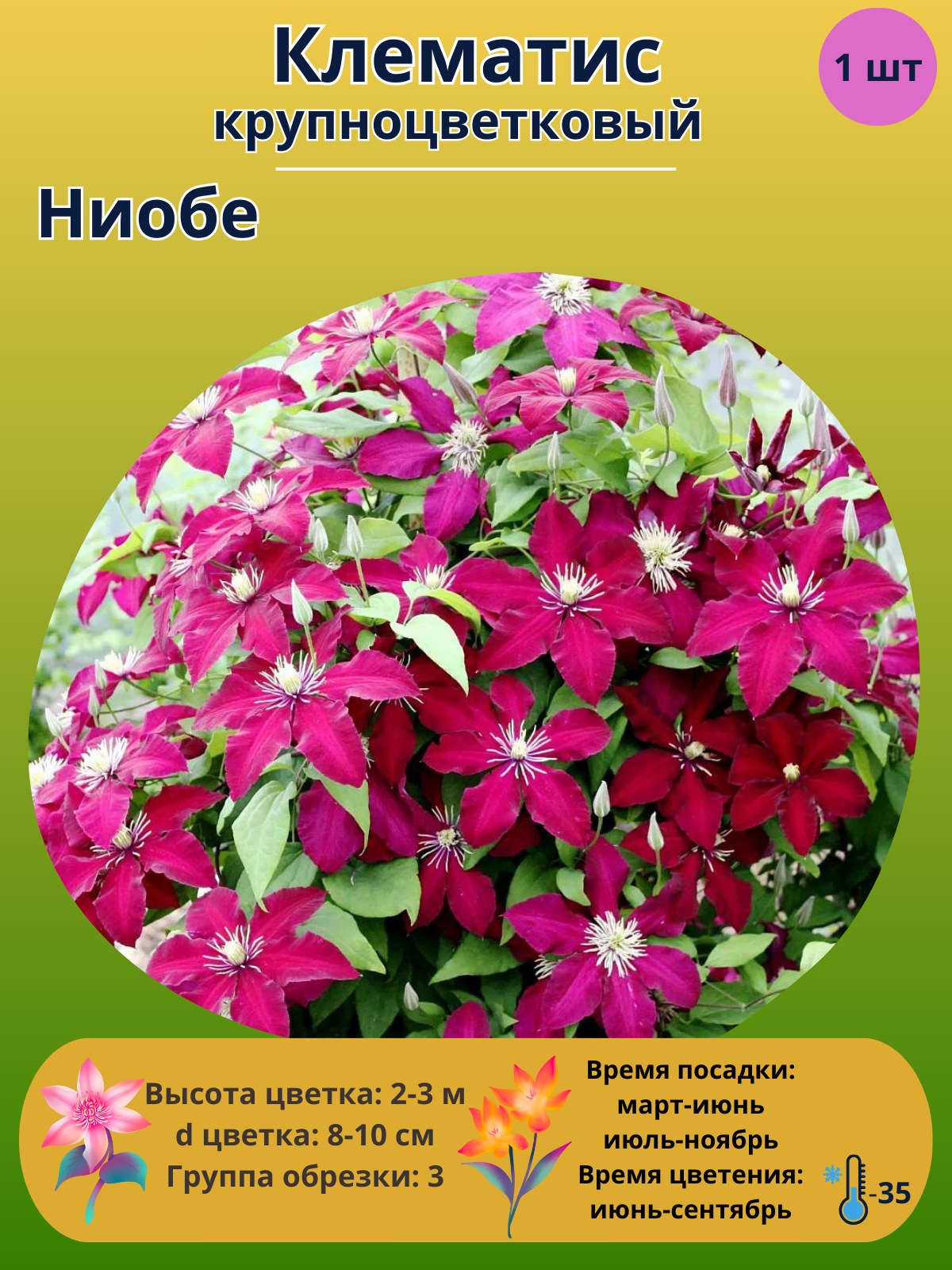 Клематис крупноцветковый Ниобе, многолетние цветы