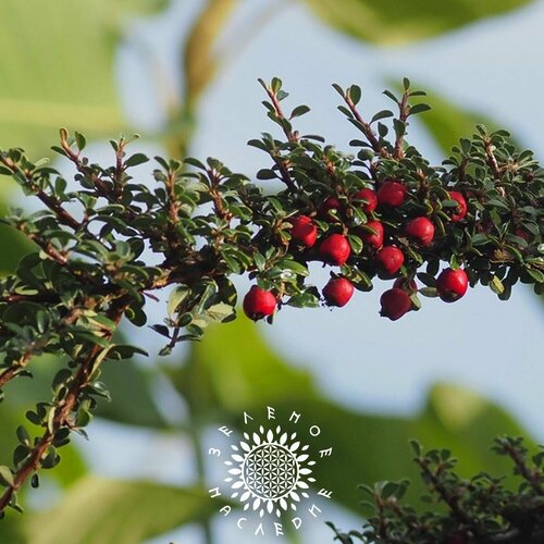 Семена Кизильник мелколистный (лат. Cotoneaster microphyllus) 15шт от Green Legacy