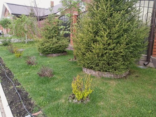 Изображение товара Клумба большая d-120см! Плетёная корзина! Размер: d120×20см+ножки 15см! Натуральная, прочная, экологически чистая!