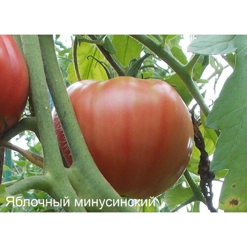 Коллекционные семена томата Минусинский яблочный розовый