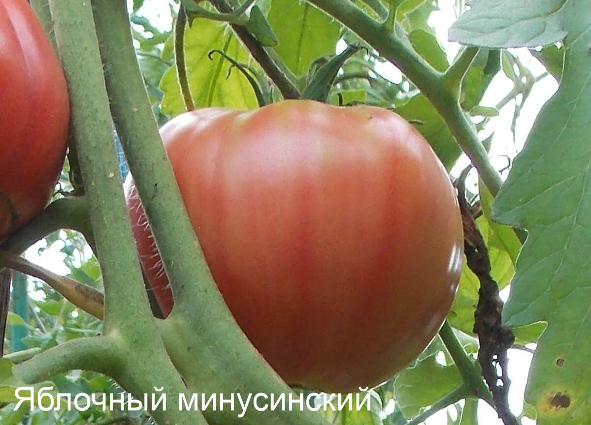 Коллекционные семена томата Минусинский яблочный розовый