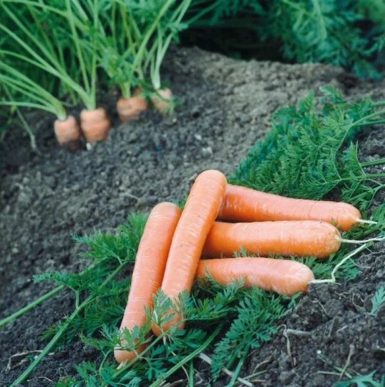 Коллекционные семена моркови Дордонь F1