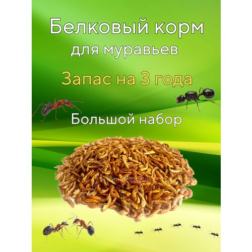 Белковая смесь гамарус для муравьев жнецов Messor structor мессор структор корм для муравьев жнецов зерновой