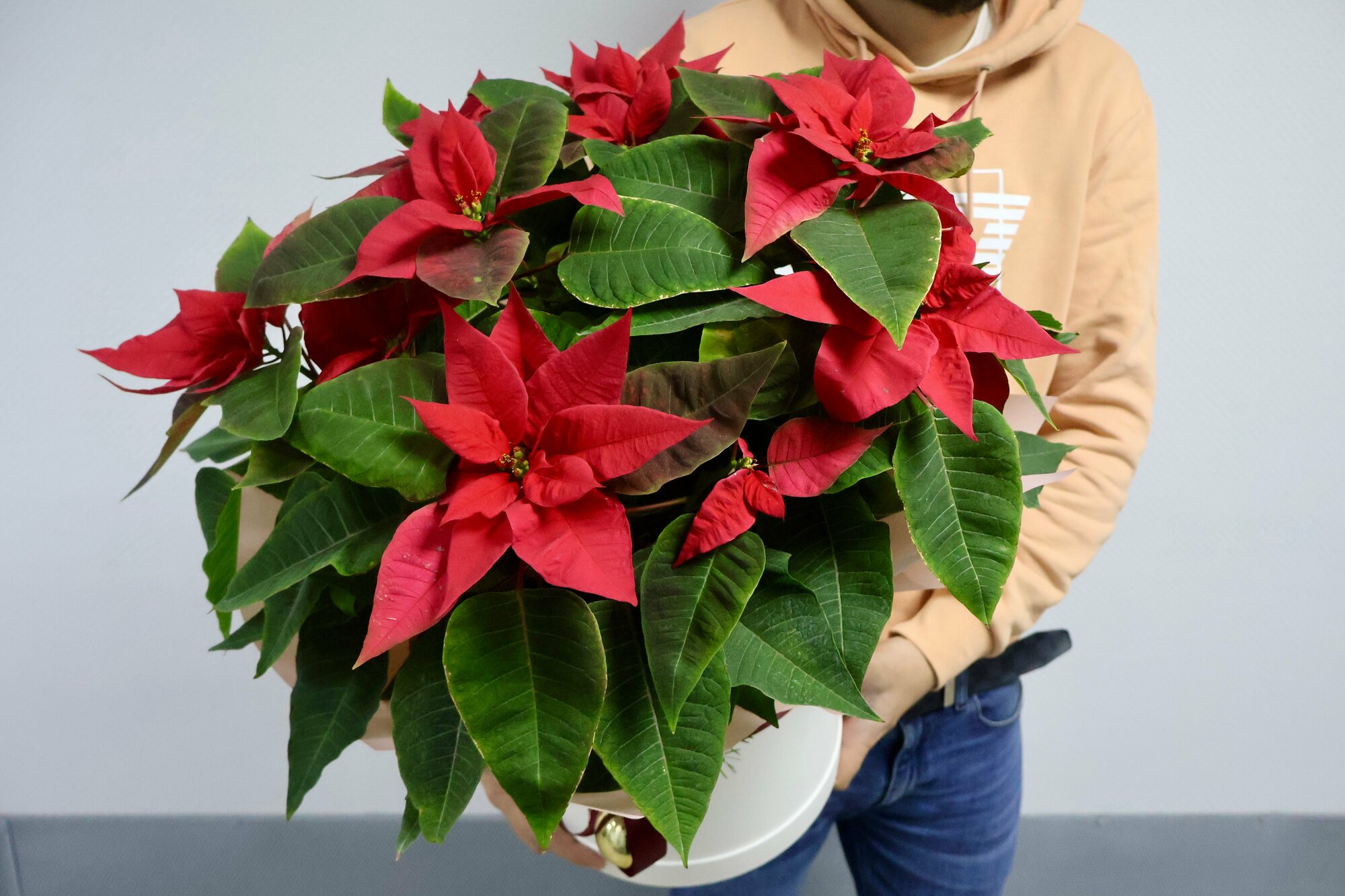 Пуансеттия XL в подарок!