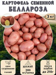 Клубни картофеля на посадку Беллароза (суперэлита) 3 кг Ранний