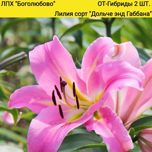 Лилия сорт 