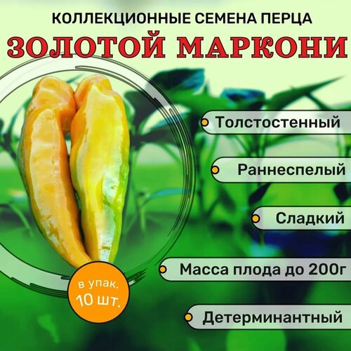 Коллекционные семена перца сладкого Золотой Маркони