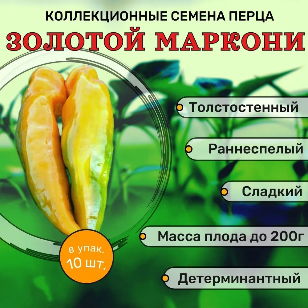 Коллекционные семена томата Золотой Маркони