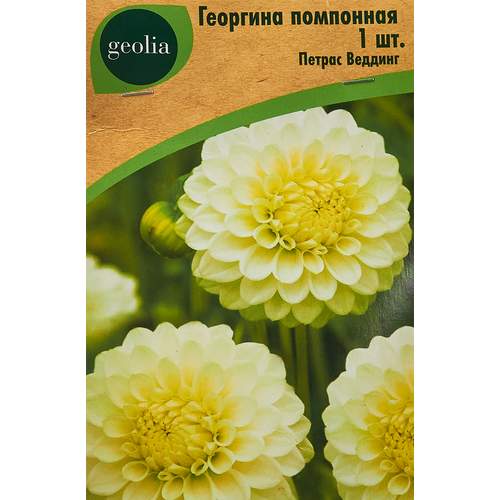 Георгина Geolia помпонная Петрас Веддинг роза хеппи с веддинг с1186 фрайер