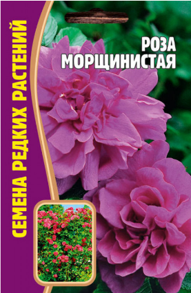 Роза Морщинистая (Rosa rugosa) 10 шт редкие семена