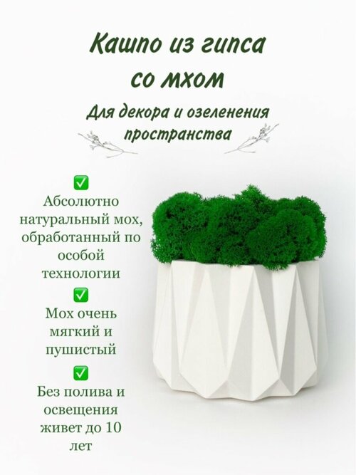 Мох стабилизированный Molecula Decor