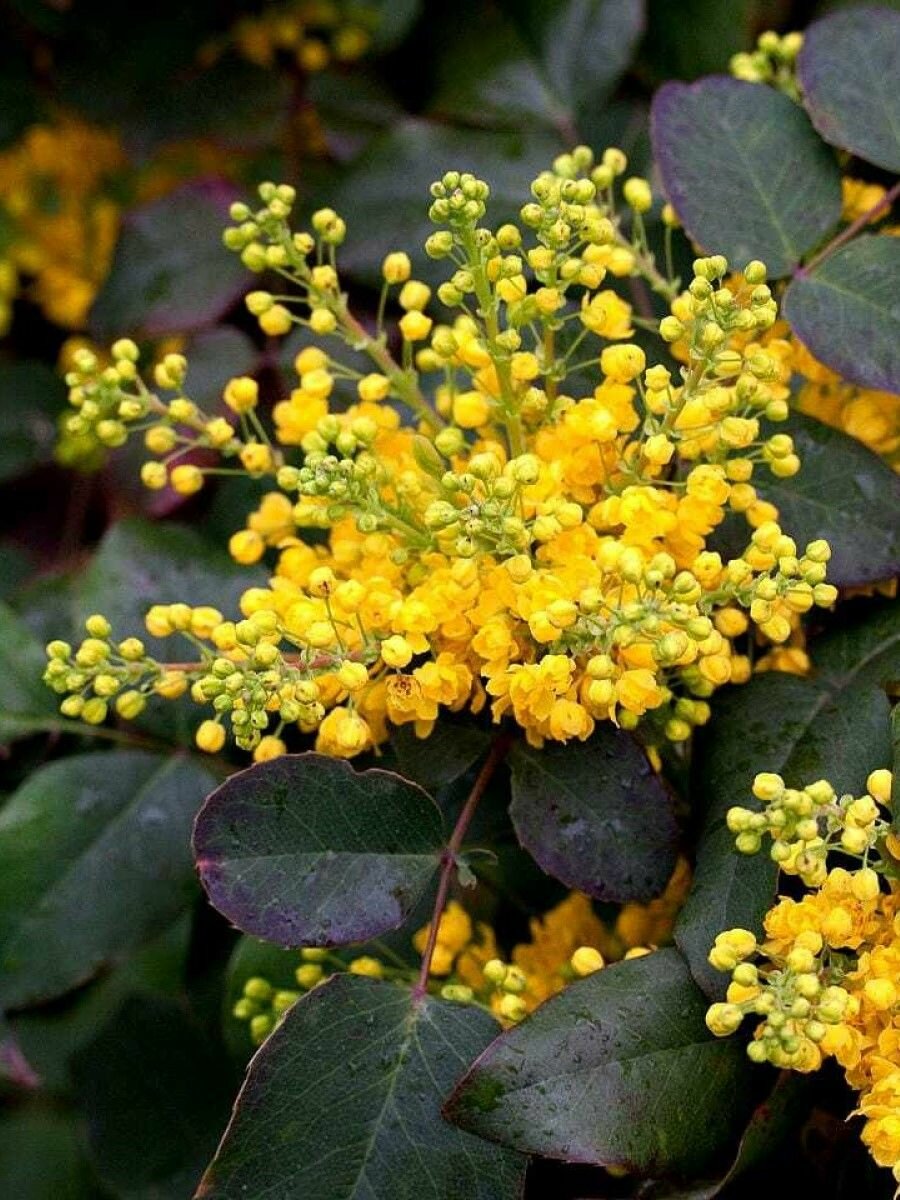 Семена Магония ползучая (Mahonia repens) 10 штук