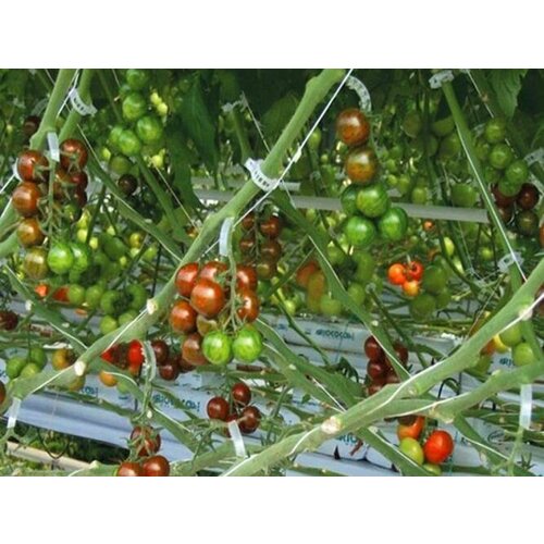 Клипса, 20шт