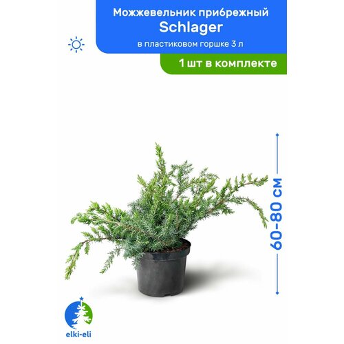 Можжевельник прибрежный Schlager (Шлягер) 60-80 см в пластиковом горшке 3 л, саженец, хвойное живое растение