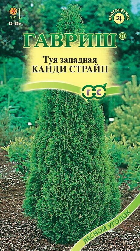 Семена Туя западная Канди Страйп 0,05 гр.