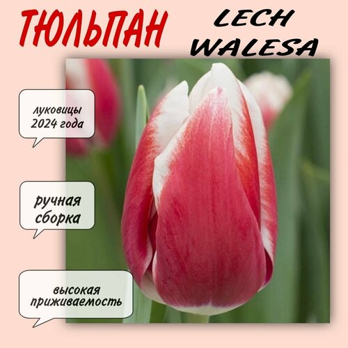 Луковицы тюльпана, сорт Lech Walesa, 10 шт