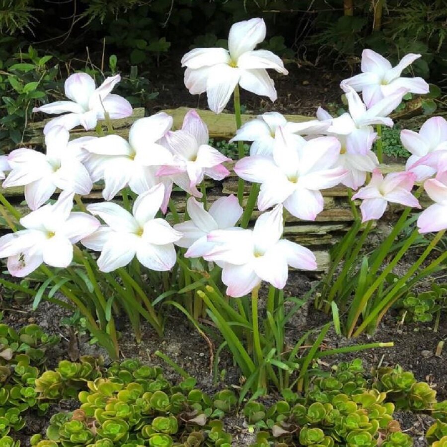 Зефирантес Друммонда (Zephyranthes DRUMMONDII) семена