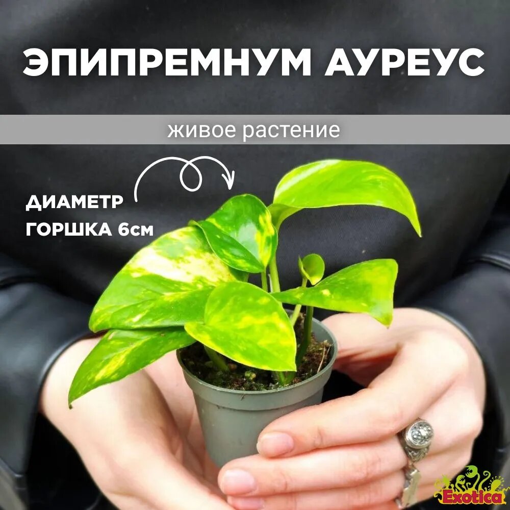 фото Эпипремнум Ауреус Пиннатум, или Сциндапсус Золотистый (Epipremnum Pinnatum Aureus) D6см